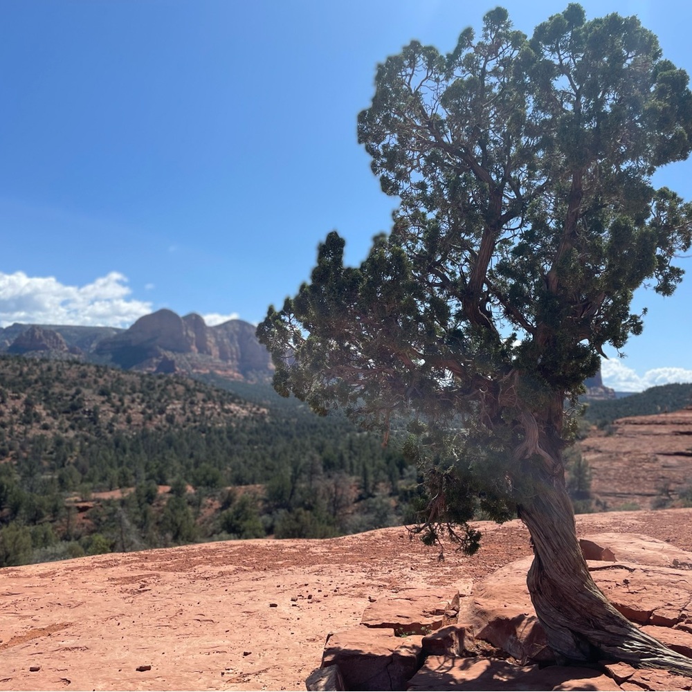 Meet your Posher, Savvy